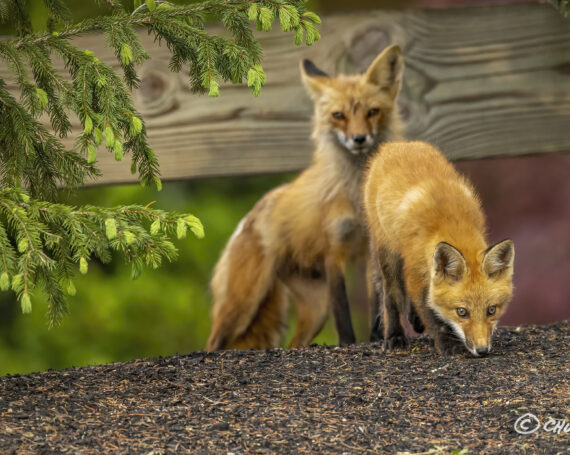 Red Fox with Kit