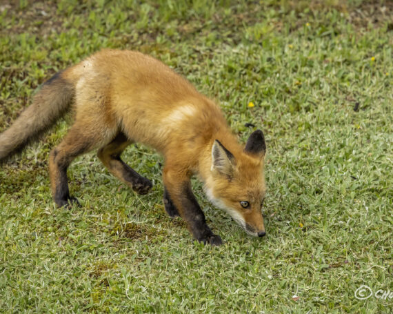 Red Fox Kit