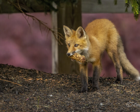 Red Fox Kit