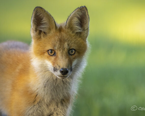 Red Fox Kit