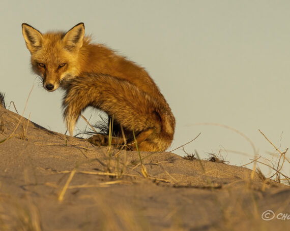 Red Fox