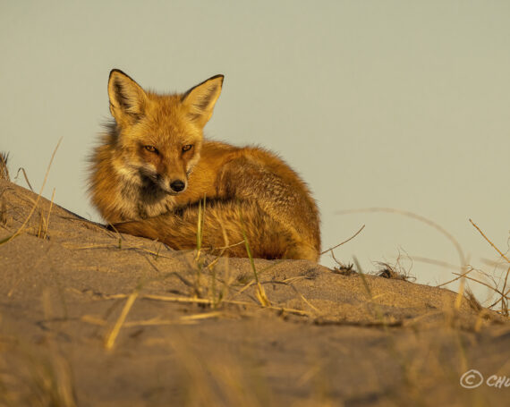 Red Fox