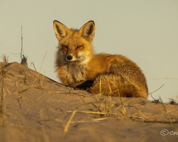 Red Fox