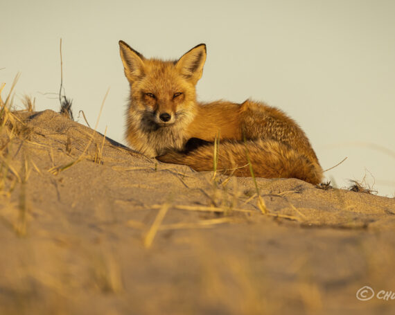 Red Fox