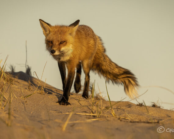 Red Fox