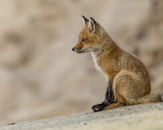 Red Fox Kit