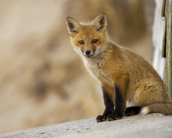 Red Fox Kit