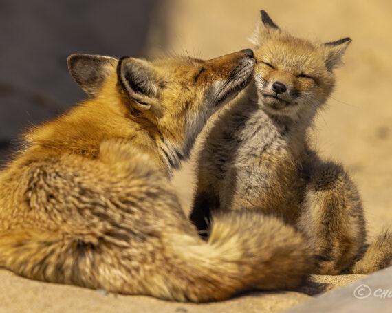 Red Fox with Kit