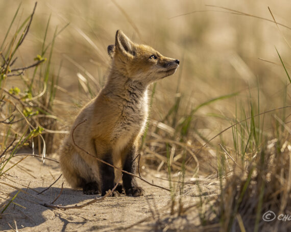 Red Fox Kit