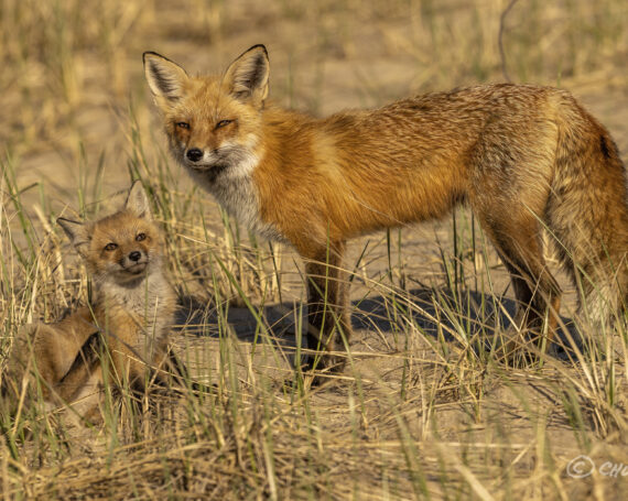 Red Fox with Kit