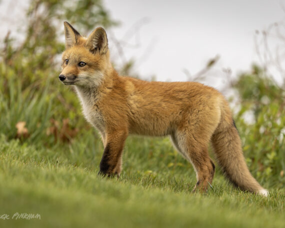 Red Fox Kit