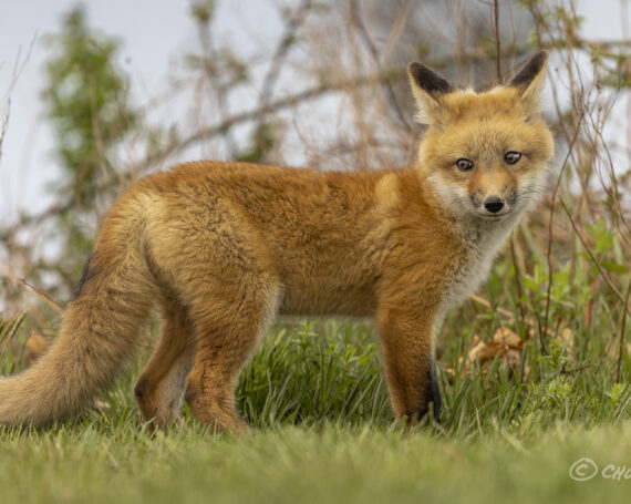 Red Fox Kit