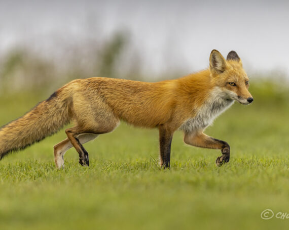 Red Fox