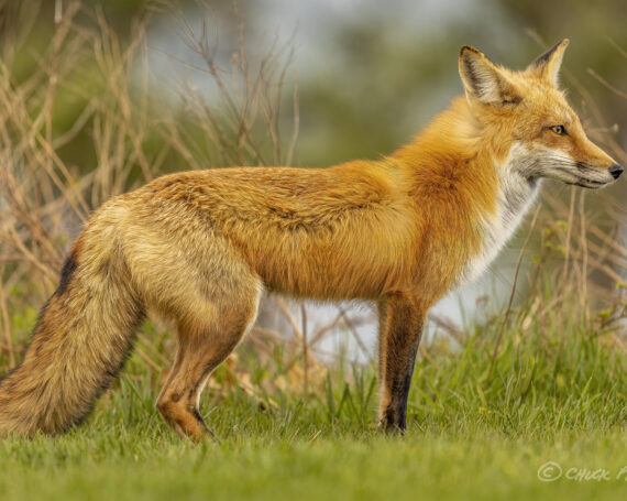 Red Fox