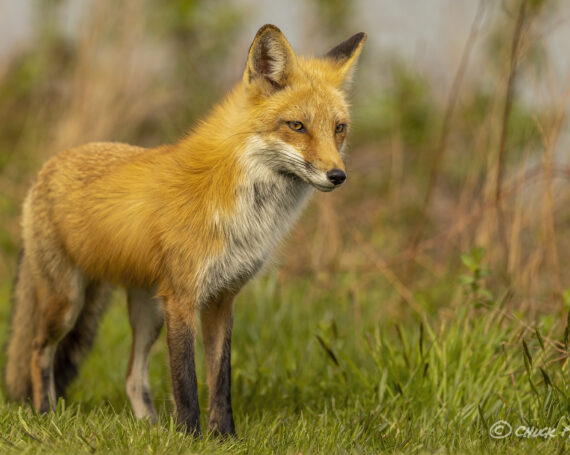 Red Fox