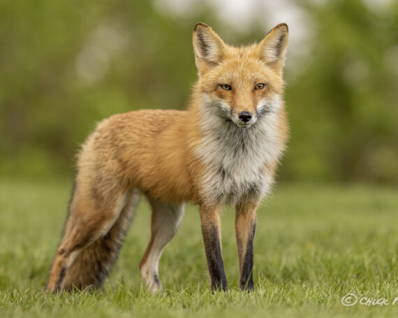 Red Fox