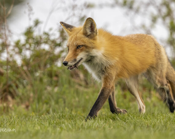 Red Fox