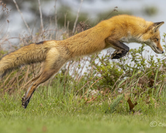 Red Fox