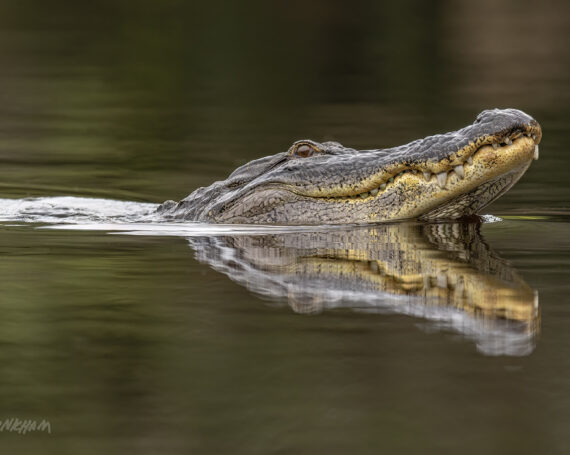 American Alligator