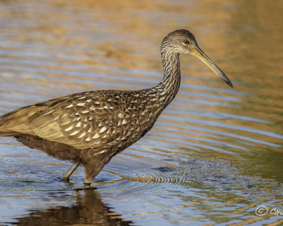 Limpkin