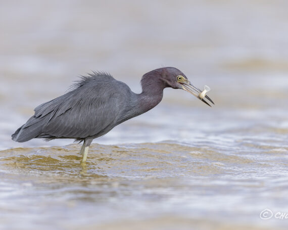 Little Blue Heron