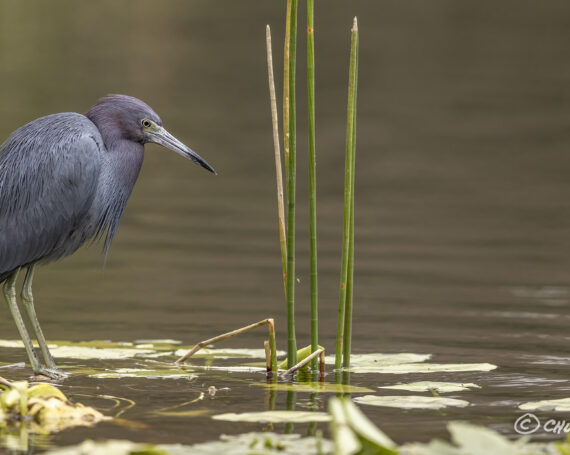 Little Blue Heron