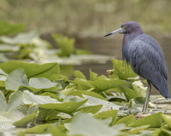 Little Blue Heron