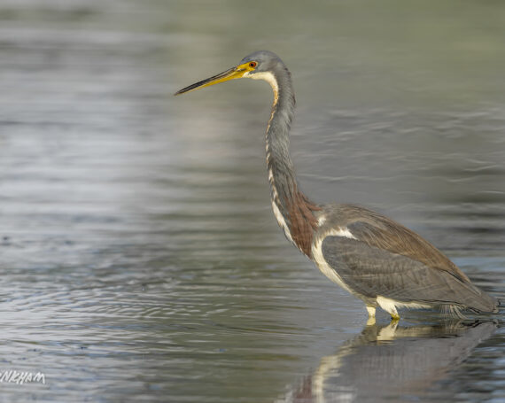 Tricolored Heron