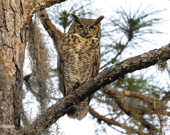 Great Horned Owl