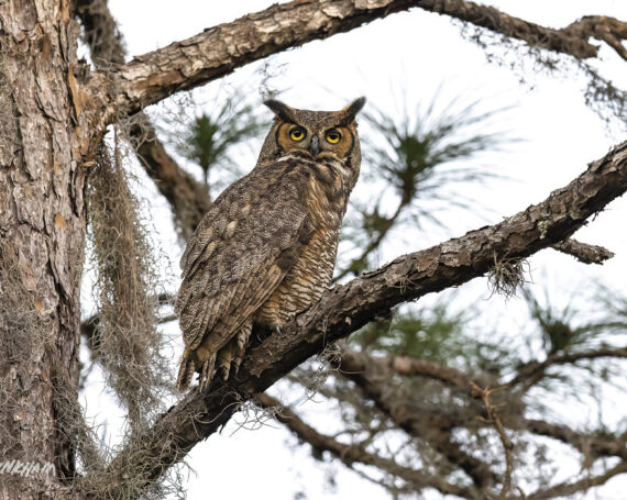 Great Horned Owl