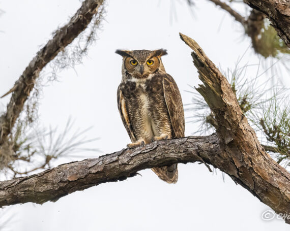 Great Horned Owl