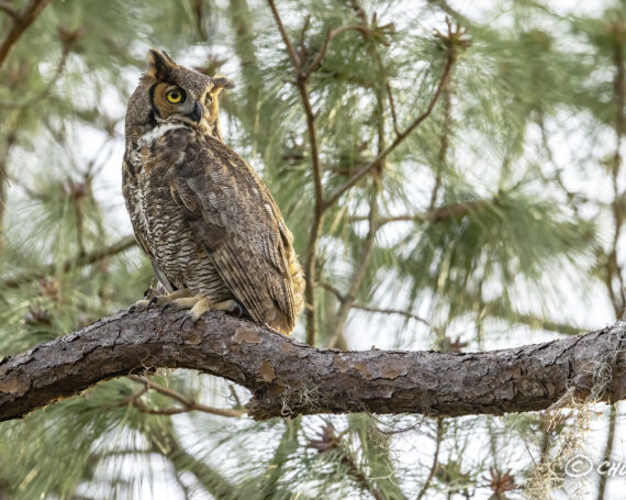 Great Horned Owl