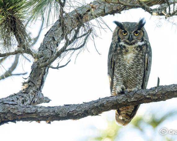 Great Horned Owl