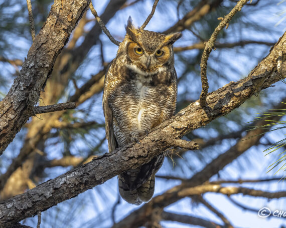 Great Horned Owl