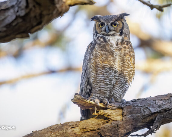 Great Horned Owl