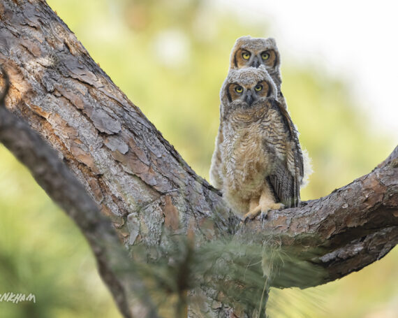 Great Horned Owlets