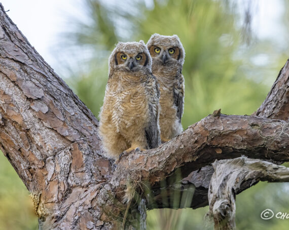 Great Horned Owlets