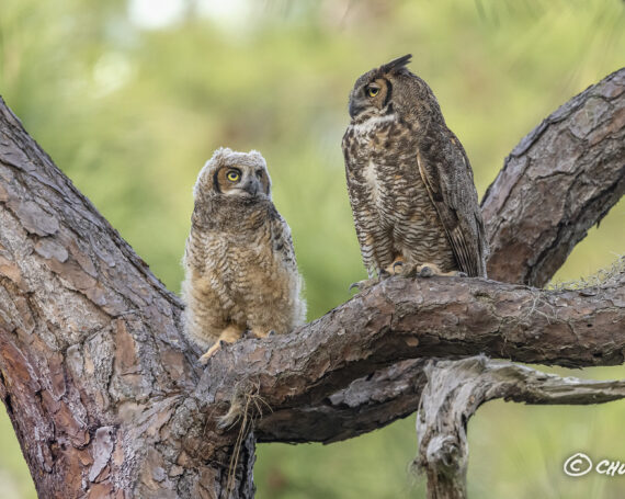 Great Horned Owls