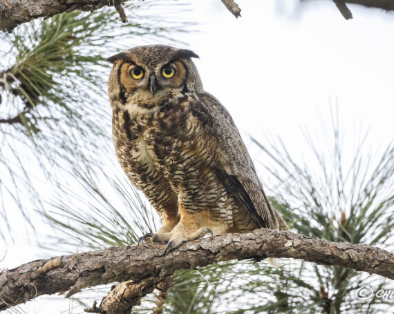 Great Horned Owl