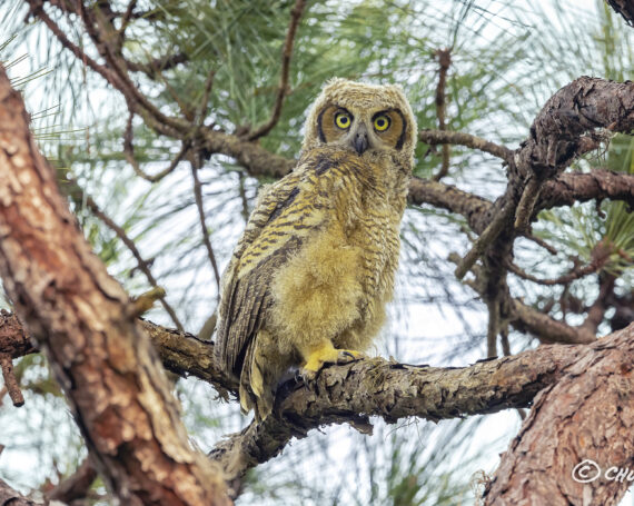 Great Horned Owlet