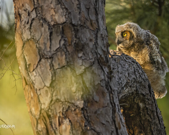 Great Horned Owlet