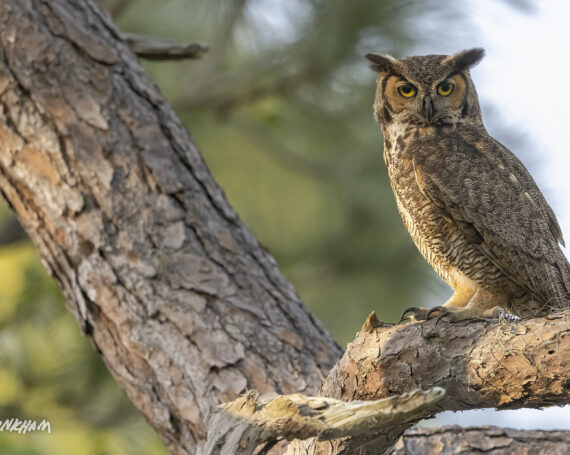 Great Horned Owl