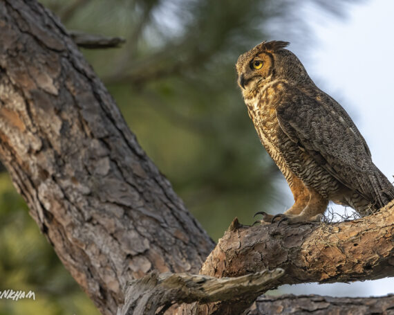 Great Horned Owl