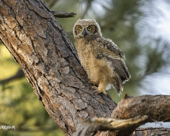 Great Horned Owlet