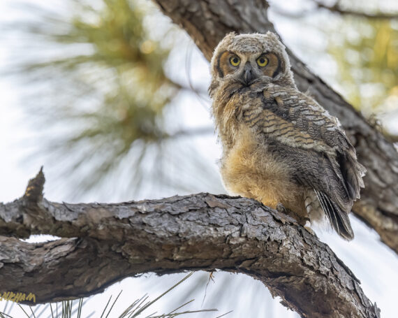 Great Horned Owlet