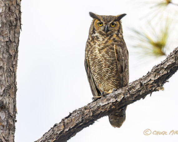 Great Horned Owl