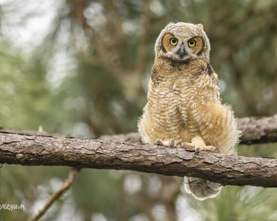 Great Horned Owlet