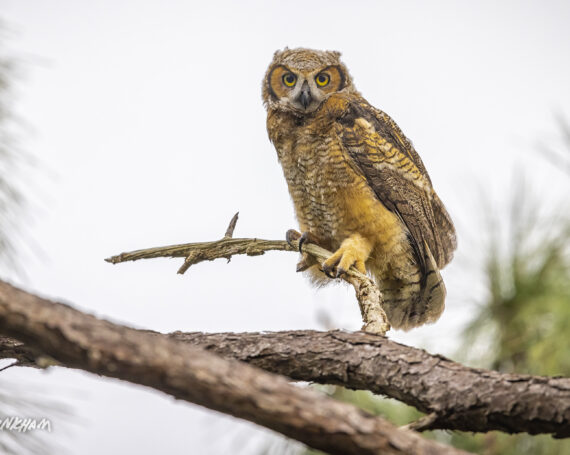 Great Horned Owlet