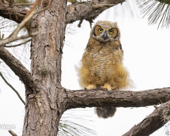 Great Horned Owlet