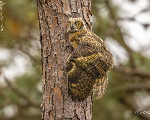 Great Horned Owlet